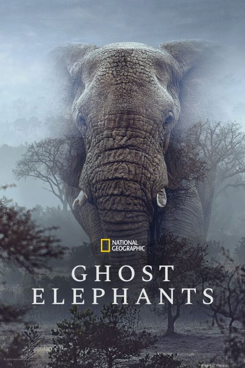 Voi Ma (Ghost Elephants) vietsub